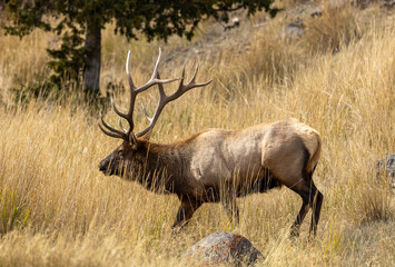 Bull Elk in Yellowstone National Park Wyoming During the Rut in Autumn