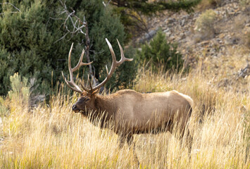 Bull Elk in Yellowstone National Park Wyoming During the Rut in Autumn