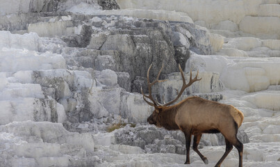 Bull Elk in Yellowstone National Park Wyoming During the Rut in Autumn