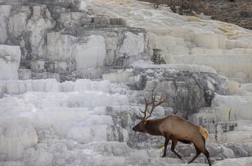 Bull Elk in Yellowstone National Park Wyoming During the Rut in Autumn