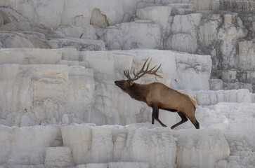 Bull Elk in Yellowstone National Park Wyoming During the Rut in Autumn