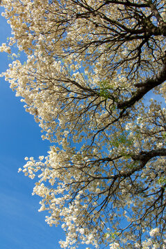 Tabebuia roseo-alba, known as white ipe, ipe-branco or lapacho blanco tree blooming in Porto Alegre, Rio Grande do Sul, Brazil