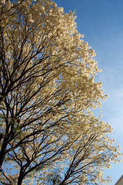 Tabebuia roseo-alba, known as white ipe, ipe-branco or lapacho blanco tree blooming in Porto Alegre, Rio Grande do Sul, Brazil
