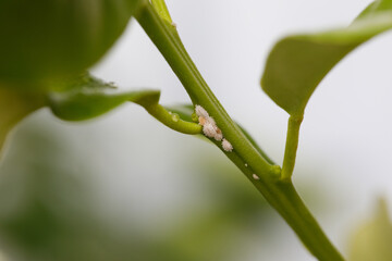 Insect close up. White Aphids or Mealybugs on green leaf