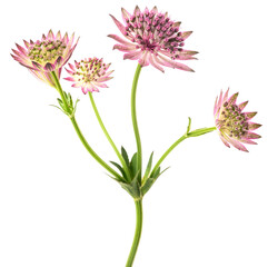 Obraz premium Great masterwort flower