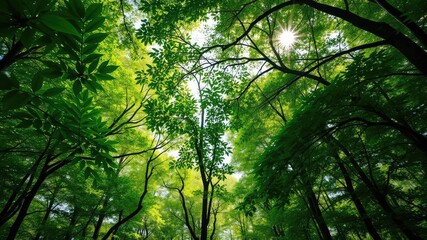 Obraz premium ? Lush forest canopy with sunlight filtering through emerald green leaves and branches above the forest floor, undergrowth, overgrown vegetation, verdant