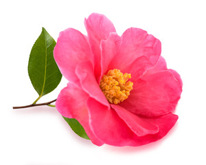 Pink Camellia  flower