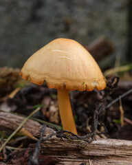 Nahaufnahme eines orangefarbenen Pilzes im Wald