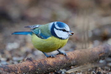 Eurasian blue tit (Cyanistes caeruleus)
