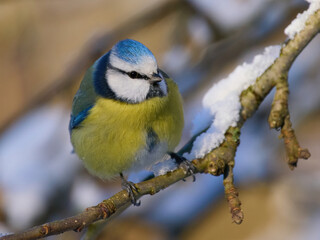 Eurasian blue tit (Cyanistes caeruleus)