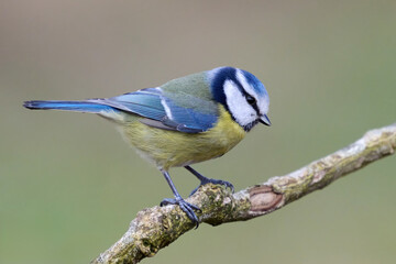 Eurasian blue tit (Cyanistes caeruleus)