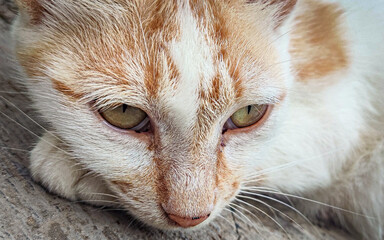 selective focus sitting cat colored orange and white