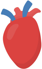 anatomy heart illustration