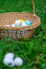 Easter eggs hunt: wicker basket full of colorful eggs laying on green grass