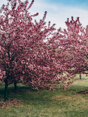 Fototapeta premium Apple trees in pink blossom