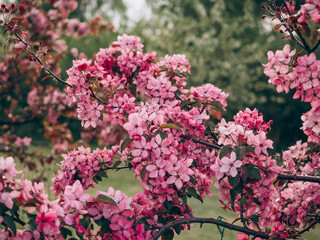Branch of pink blooming apple tree