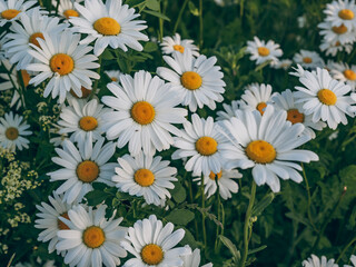 Fototapeta premium Daisies in a field close up