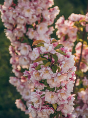 Branch of pink blooming apple tree