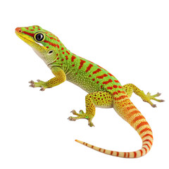 Vibrant gecko colorful lizard bright green and yellow coloration