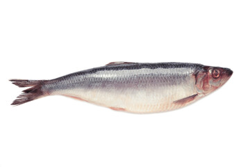Fresh herring fish isolated on white background