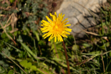 Flor Amarela