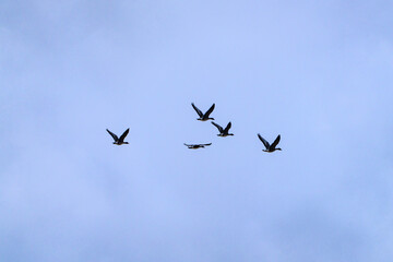 wild ducks and geese flying in the snowy sky