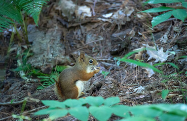 little baby squirrel in natural environment in forest