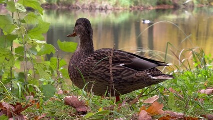 Close up of beautiful duck in the park on the grass near lake