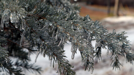 A frozen Deodar cedar branch in a serene forest, draped in layers of frozen rain, glistening ice,...