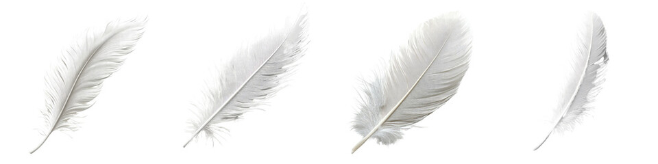 Fototapeta premium Feather – The soft, light covering of birds, often representing softness and natural beauty. Isolated on Clear White Background Highly Detailed 