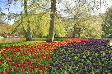 Keukenhof spring garden landscape. Red and black tulips blooming in Netherlands.