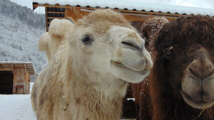 portrait of a camel