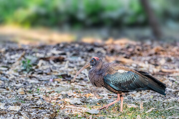 rednaped ibis