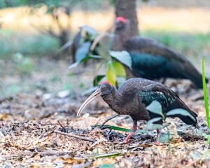 rednaped ibis
