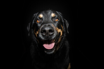 Portrait rottweiler mixed-breed dog with happy expression face and open mouth. Isolated on black...