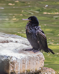 Cormorant