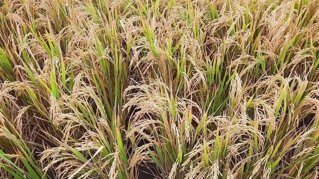Paddy fields rice rural scenery green farmland fields