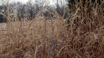Obraz premium Frozen Adagio Maiden Grass stands in a wintery landscape, its delicate blades coated in glistening ice, with sparkling icicles hanging from each plume, capturing the beauty of winter. 