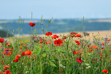 Meadow with poppy, daisy and flaxseed flowers, blooming wildflower field, nature in summer, environment and ecology concept © Berit Kessler