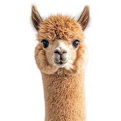 Fototapeta premium Curious alpaca portrait animal photography on a transparent background