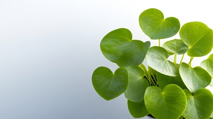 Obraz premium Vibrant green heart-shaped leaves bask in soft light a serene botanical composition. AI Generated