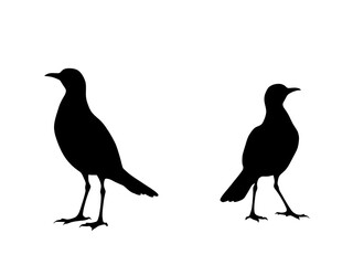 Obraz premium Birds silhouette white background 