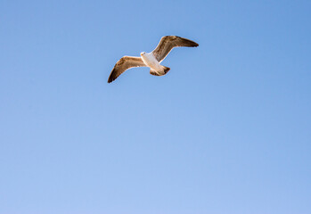 kelp gull or Larus dominicanus flying in the sky