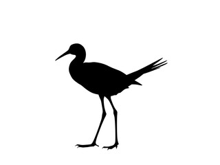 Obraz premium Birds silhouette white background 