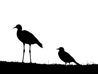 Birds silhouette white background
