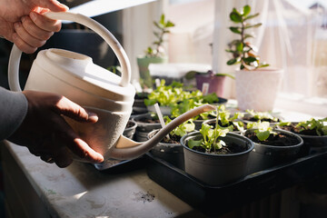 man watering young seedlings on window