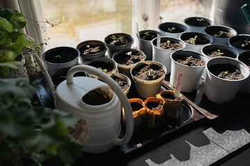 spring seedlings, plants in pots on a windowsill in the village