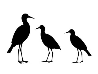 Fototapeta premium Birds silhouette white background 