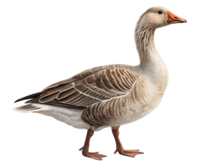 Goose isolated on a transparent background.