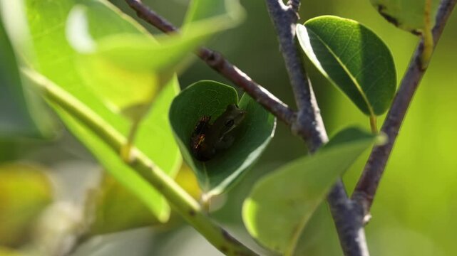 Tree Frog inside a heart shaped leaf sleeping